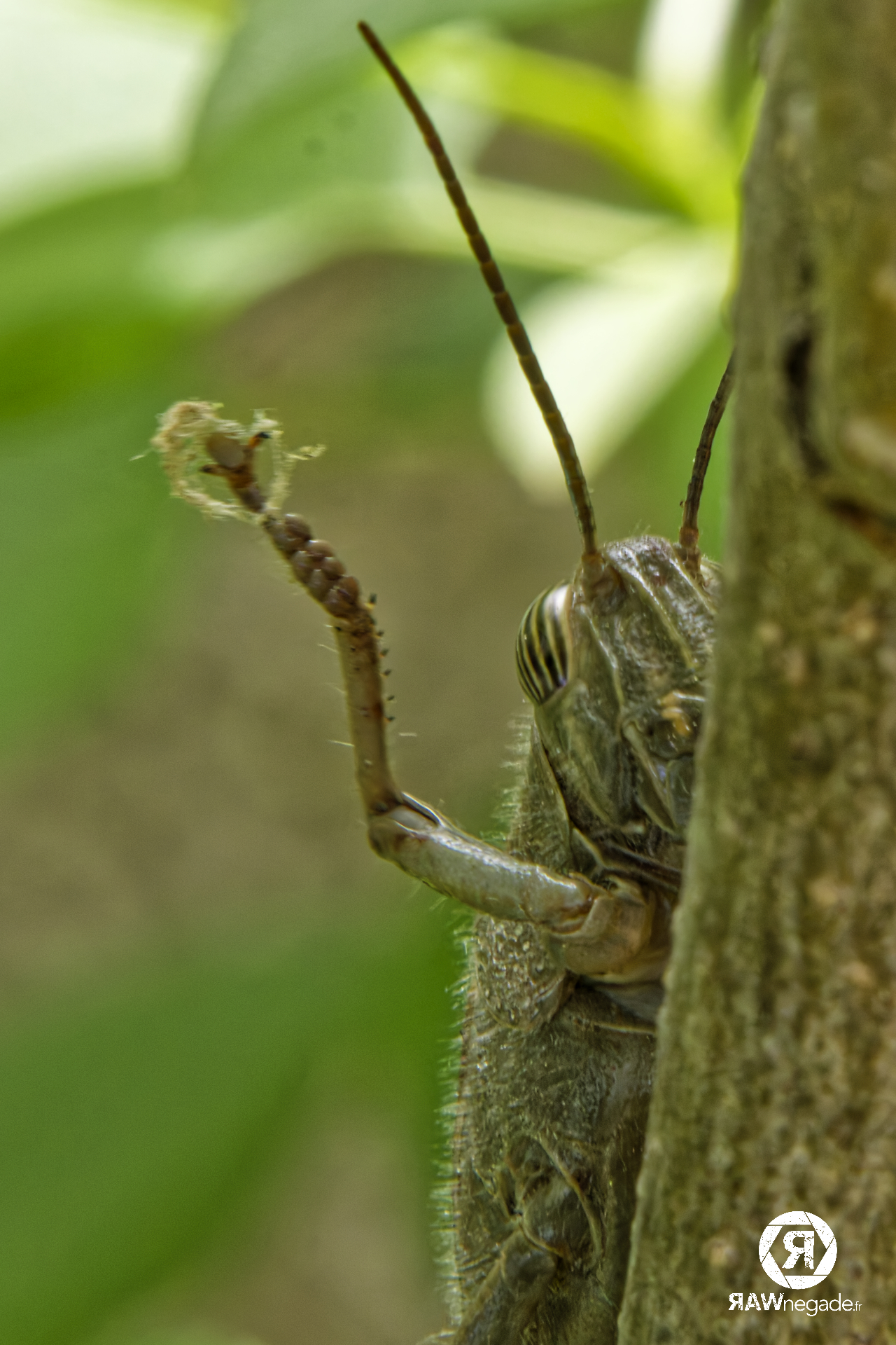 Insectes – Forcalquier – avril 2025