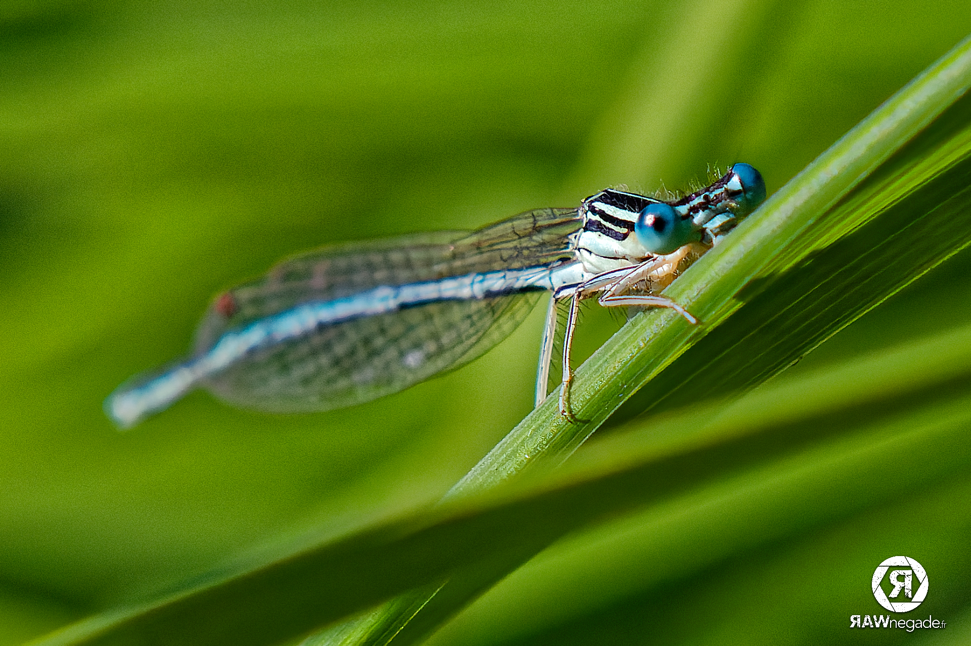 Insectes – Orcet – 22 juillet 2025